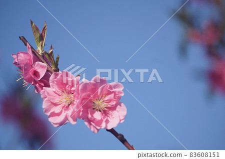 桃花 桃花 83608151