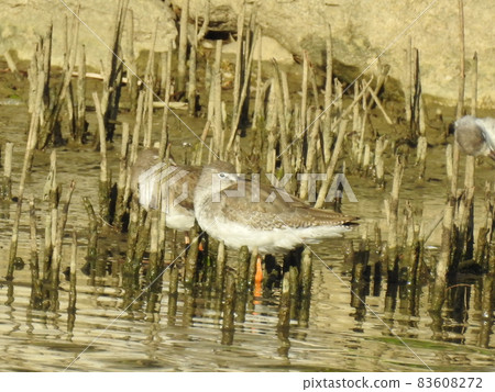 Waterside redshank Waterside redshank 83608272