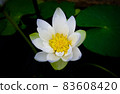 Close-up of lotus against dark background. 83608420