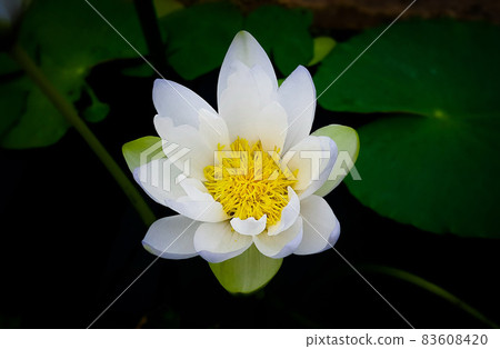 Close-up of lotus against dark background. Close-up of lotus against dark background. 83608420