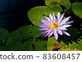 Close-up of purple water lilies in the pond. Macro of violet lotus and green leaves. 83608457