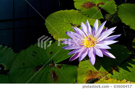 Close-up of purple water lilies in the pond. Macro of violet lotus and green leaves. Close-up of purple water lilies in the pond. Macro of violet lotus and green leaves. 83608457