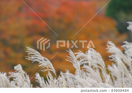 Autumnal leaves and Susuki 83608484