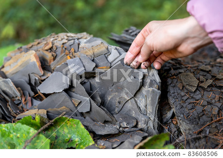 Closeup little kid hand collecting and exploring dark grey shale slate natural rock fossil at walk in forest with family outdoors. Child searching fossil formation at mountain woods park outside 83608506