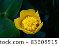 Close-up of yellow flowers on dark green background. Macro of flowers in the field. Portrait of yellow petals and orange pollen on dark background. 83608515