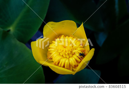 Close-up of yellow flowers on dark green background. Macro of flowers in the field. Portrait of yellow petals and orange pollen on dark background. Close-up of yellow flowers on dark green background. Macro of flowers in the field. Portrait of yellow petals and orange pollen on dark background. 83608515