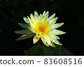 Close-up of yellow flowers on dark green background. Macro of flowers in the field. Portrait of yellow petals and orange pollen on dark background. 83608516