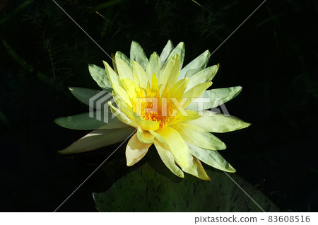 Close-up of yellow flowers on dark green background. Macro of flowers in the field. Portrait of yellow petals and orange pollen on dark background. Close-up of yellow flowers on dark green background. Macro of flowers in the field. Portrait of yellow petals and orange pollen on dark background. 83608516