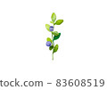 blueberry branches with green sprigs and blue and purple berries on a white background, isolated on a white background illustration of watercolor paints 83608519