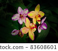 Close-up of colorful flowers against dark background. 83608601