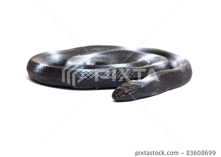 Black snake toy isolated on white background Black snake toy isolated on white background 83608699