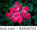 Close-up of pink flowers against dark background. 83608703