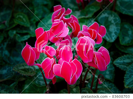Close-up of pink flowers against dark background. Close-up of pink flowers against dark background. 83608703