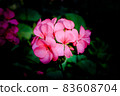 Close-up of pink flower against dark green background. 83608704