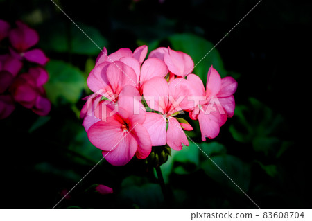 Close-up of pink flower against dark green background. Close-up of pink flower against dark green background. 83608704