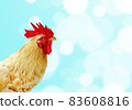 Isolated on blue of a chicken with red cockscomb. Hen on gradient blue background with bokeh of light. A rooster with sunlight. 83608816
