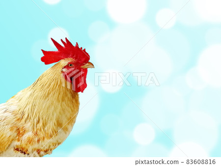 Isolated on blue of a chicken with red cockscomb. Hen on gradient blue background with bokeh of light. A rooster with sunlight. Isolated on blue of a chicken with red cockscomb. Hen on gradient blue background with bokeh of light. A rooster with sunlight. 83608816