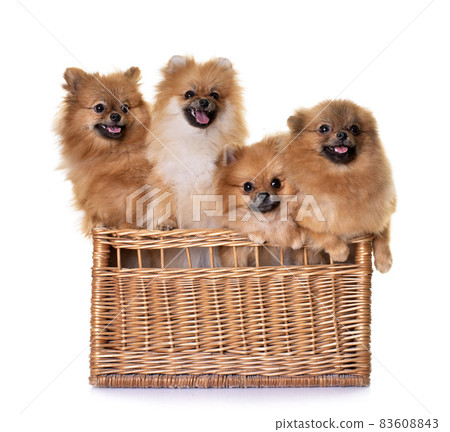 pomeranians in studio 83608843