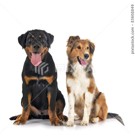 Shetland Sheepdog and puppy rottweiler Shetland Sheepdog and puppy rottweiler 83608849