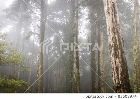 rainy green and foggy forest in portugal 83608974