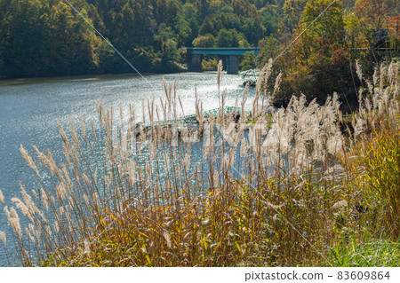 Miscanthus _ awn _ thin _ autumn thin 83609864