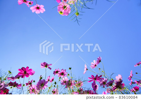 Low angle cosmos field Low angle cosmos field 83610084