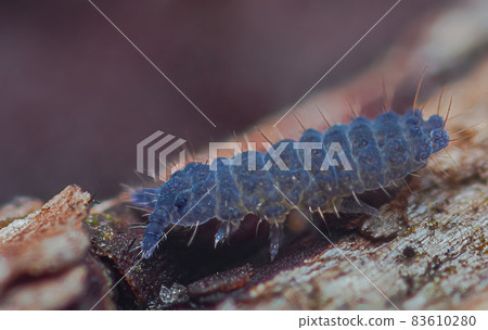 Close up of Apringtail, Collembola, Neanuridae, Thaumanura, Achorutes carolii Close up of Apringtail, Collembola, Neanuridae, Thaumanura, Achorutes carolii 83610280