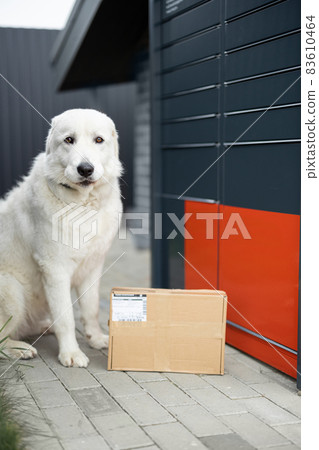 Labrador dog guarding parcel near post terminal 83610464
