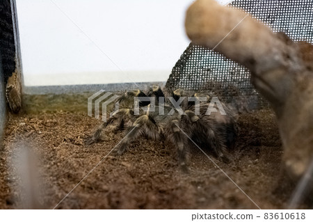 Fluffy brown spider in the terrarium closeup 83610618