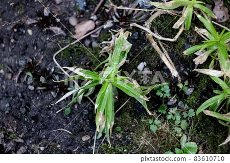 Green leaves of a plant on black earth top view Green leaves of a plant on black earth top view 83610710