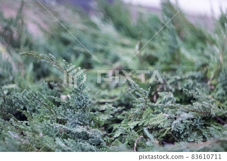 Green branches of coniferous bush close up Green branches of coniferous bush close up 83610711
