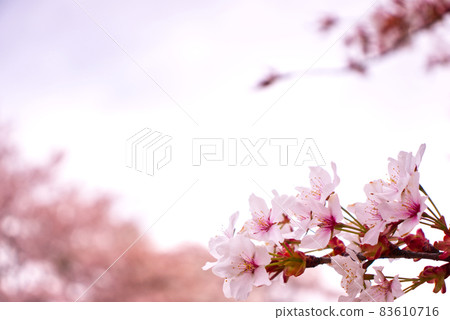 櫻桃樹 櫻桃樹 83610716