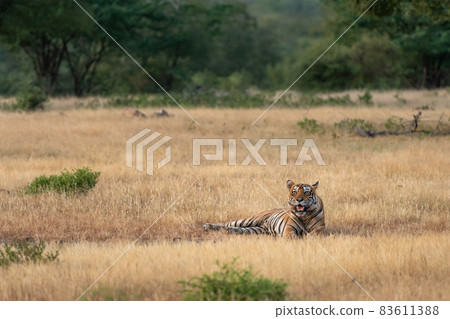 Indian wild fully grown royal bengal male tiger in open field in morning outdoor jungle safari or drive at ranthambore national park or tiger reserve rajasthan india - panthera tigris tigris Indian wild fully grown royal bengal male tiger in open field in morning outdoor jungle safari or drive at ranthambore national park or tiger reserve rajasthan india - panthera tigris tigris 83611388