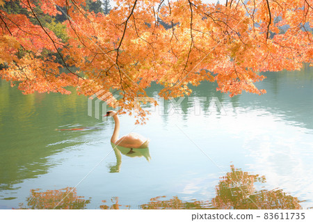 綾 <南永湖> 綾 <南永湖> 83611735