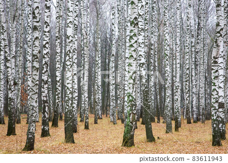 October autumn park with beautiful white birches on golden foliage 83611943