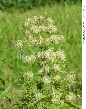 Udo no Hana Udo no Hana 83612179