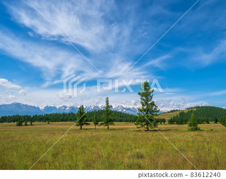 Atmospheric green forest landscape. Minimalist panoramic scenery with edge coniferous forest and rocks in light mist. Mountain alpine woodland. 83612240