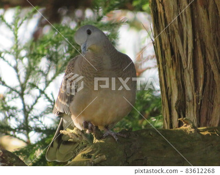 一隻鳥 一隻鳥 83612268