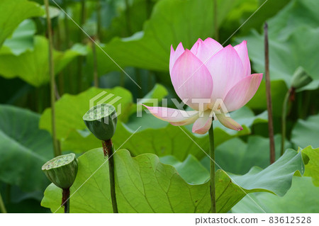 Lotus flower Lotus flower 83612528