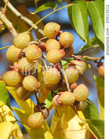 Mukuroji fruit 83613012