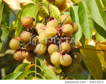 Mukuroji fruit 83613013