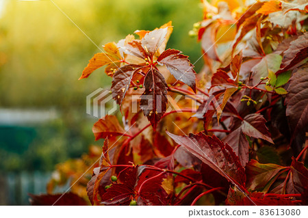 Wild vine, autumn red leaves in the sun. Selective focus Wild vine, autumn red leaves in the sun. Selective focus 83613080