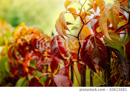 Wild vine, autumn red leaves in the sun. Selective focus Wild vine, autumn red leaves in the sun. Selective focus 83613081