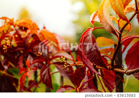 Wild vine, autumn red leaves in the sun. Selective focus Wild vine, autumn red leaves in the sun. Selective focus 83613083