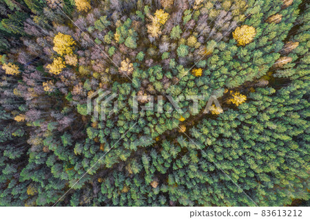 Directly above aerial drone full frame shot of green emerald pine forests and yellow foliage groves with beautiful texture of treetops. Beautiful fall season scenery. Mountains in autumn golden colors Directly above aerial drone full frame shot of green emerald pine forests and yellow foliage groves with beautiful texture of treetops. Beautiful fall season scenery. Mountains in autumn golden colors 83613212