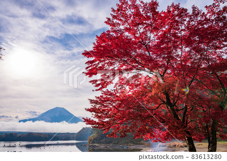 (Yamanashi Prefecture) Autumn leaves and Mt. Fuji on the shores of Lake Shoji (Yamanashi Prefecture) Autumn leaves and Mt. Fuji on the shores of Lake Shoji 83613280