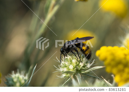 Scolia hirta Hymenoptera, Scoliidae sitting on a yellow flower Scolia hirta Hymenoptera, Scoliidae sitting on a yellow flower 83613281
