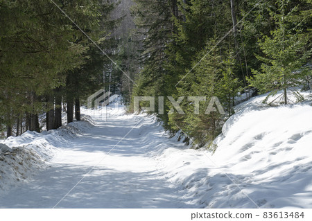 Snow-covered road with green trees on the side. 83613484