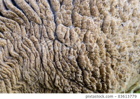 Wool pattern 83613779