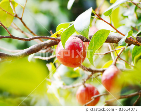 山茶紅果秋景 83614075